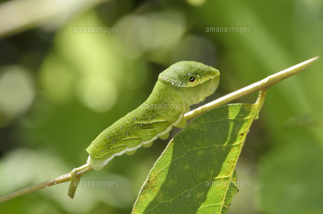 カラスザンショウ　枝付き葉っぱ 3000枚　訳ありミックス　幼虫　餌 カラスザンショウ 枝付き葉っぱ 3000枚 訳ありミックス 幼虫 餌