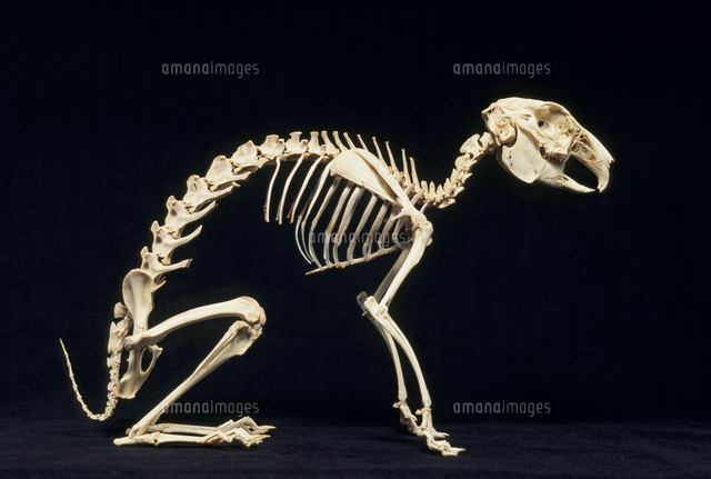 カイウサギの骨格[32202001143]の写真・イラスト素材｜アマナイメージズ