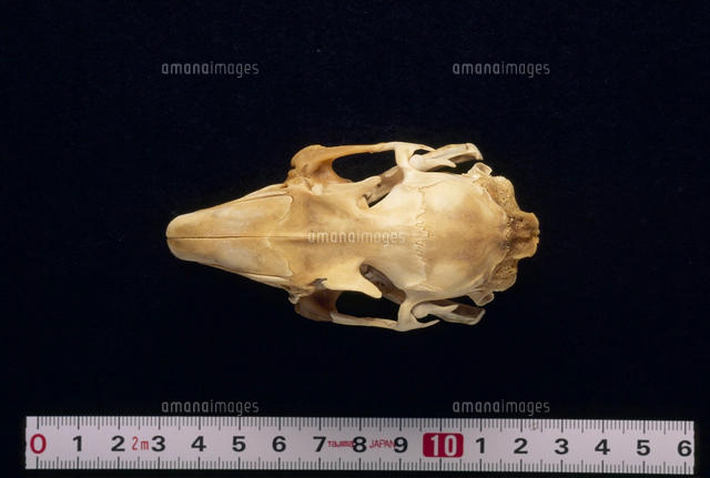 ニホンノウサギの頭骨：正面から[32202001146]の写真・イラスト