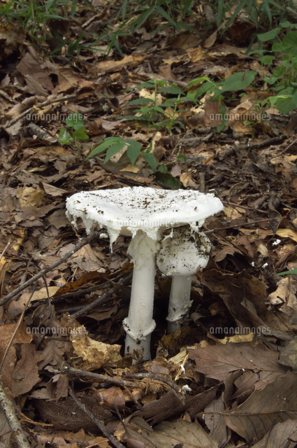 コトヒラシロテングタケ 毒 の写真素材 イラスト素材 アマナイメージズ