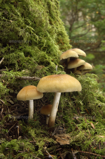 クリタケモドキ 仮 食毒不明 可食とされるが 類似種多く の写真素材 イラスト素材 アマナイメージズ