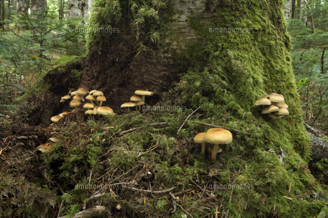 クリタケモドキ 仮 食毒不明 可食とされるが 類似種多く の写真素材 イラスト素材 アマナイメージズ