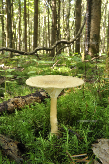 ホテイシメジ 毒 アルコール分解阻害 の写真素材 イラスト素材 アマナイメージズ