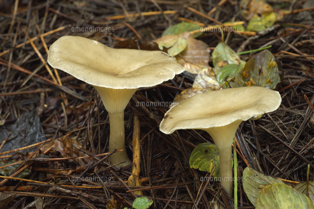 ホテイシメジ 毒 アルコール分解阻害 の写真素材 イラスト素材 アマナイメージズ