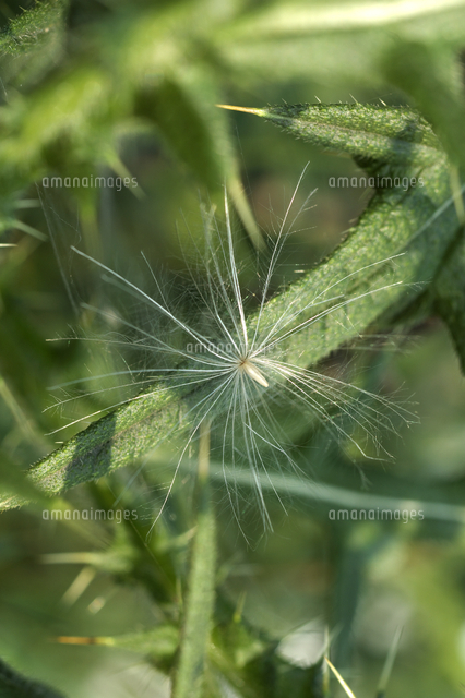 アメリカオニアザミの綿毛と種 の写真素材 イラスト素材 アマナイメージズ