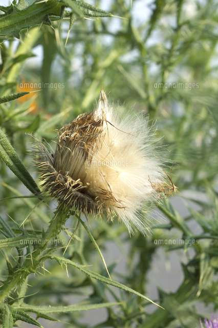 アメリカオニアザミの綿毛と種 の写真素材 イラスト素材 アマナイメージズ