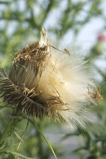 アメリカオニアザミの綿毛と種 の写真素材 イラスト素材 アマナイメージズ