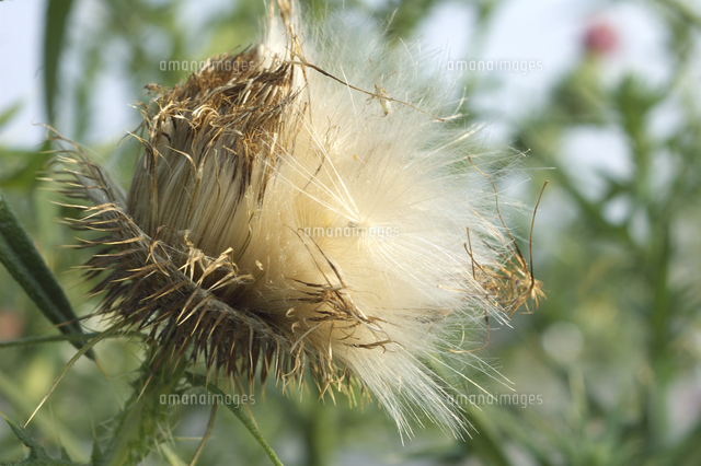 アメリカオニアザミの綿毛と種 の写真素材 イラスト素材 アマナイメージズ