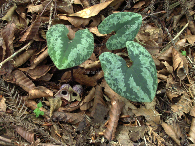 オトメアオイ（カンアオイの仲間） 箱根 伊豆特産[32203003384]の写真