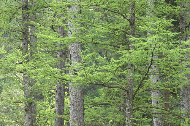 雨に煙るカラマツの新緑[32203003465]の写真・イラスト素材｜アマナ