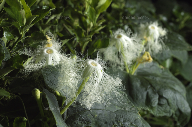カラスウリの花 夜咲く花 の写真素材 イラスト素材 アマナイメージズ
