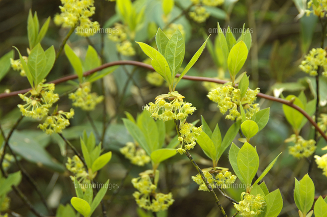 クロモジの花 の写真素材 イラスト素材 アマナイメージズ