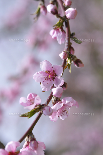 モモの花 品種 おどろき 白桃系 の写真素材 イラスト素材 アマナイメージズ