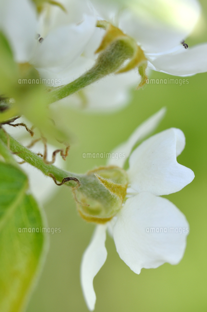 セイヨウナシの花柄と萼 の写真素材 イラスト素材 アマナイメージズ