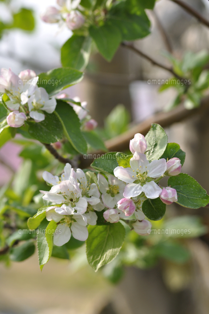 林檎（ジョナゴールド）植木