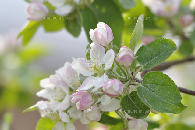 林檎（ジョナゴールド）植木
