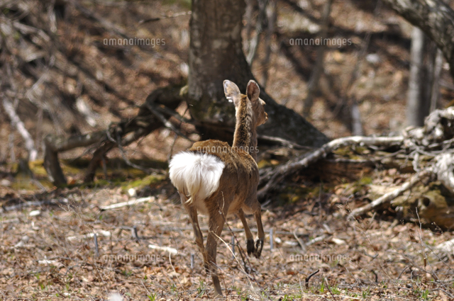 仲間への危険信号、お尻の白い毛を見せて逃げるニホンジカ（ホン
