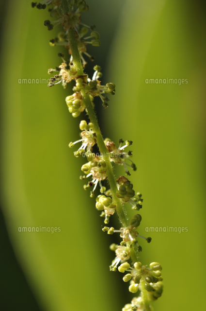 シラカシの花 薬用 民間薬 の写真素材 イラスト素材 アマナイメージズ シラカシの花 薬用 民間薬 の写真素材 イラスト素材 アマナイメージズ