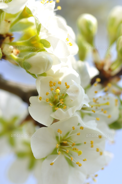 プルーンの花 の写真素材 イラスト素材 アマナイメージズ