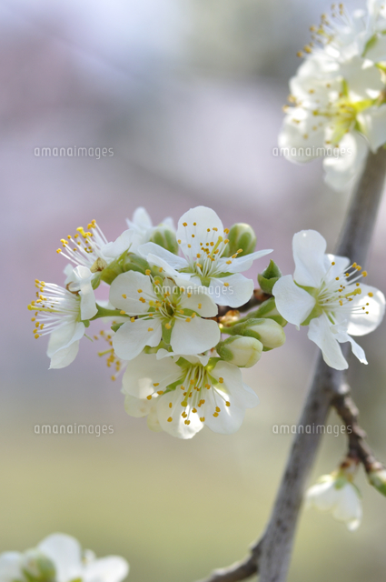 プルーンの花 の写真素材 イラスト素材 アマナイメージズ