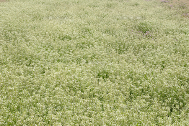 早春の畑を覆い尽くすナズナの花 の写真素材 イラスト素材 アマナイメージズ