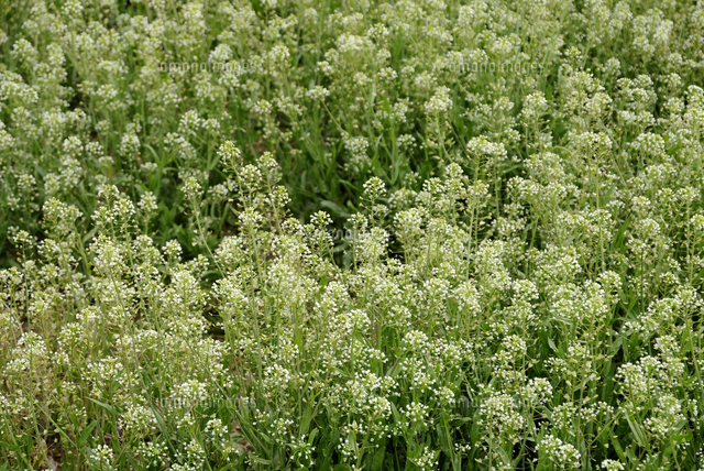 ナズナの花 の写真素材 イラスト素材 アマナイメージズ