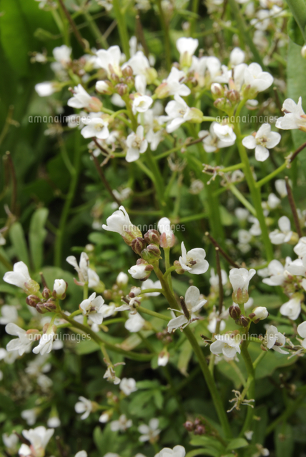 ナズナの花 の写真素材 イラスト素材 アマナイメージズ