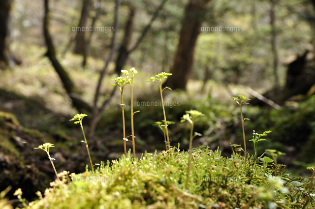 苔むした倒木からのびる 野草の新芽 の写真素材 イラスト素材 アマナイメージズ