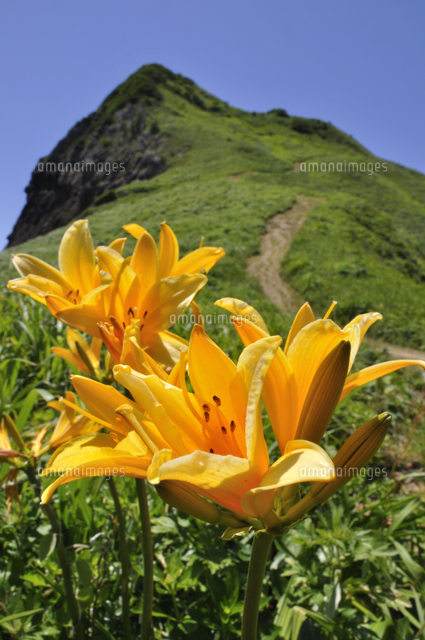 佐渡 大野亀のトビシマカンゾウ の写真素材 イラスト素材 アマナイメージズ