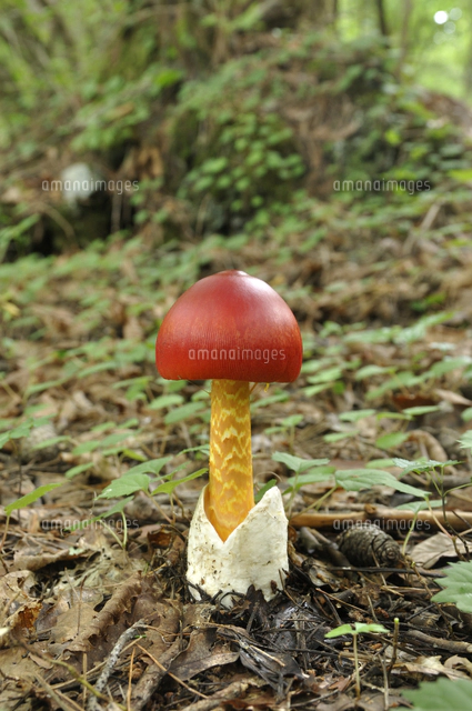 タマゴタケ[32203001654]の写真・イラスト素材｜アマナイメージズ