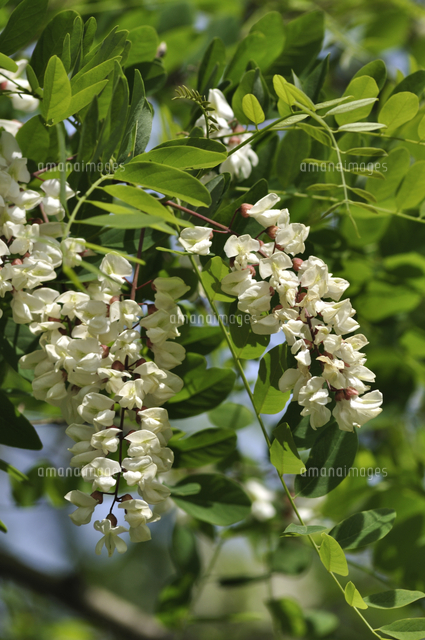 ニセアカシア ハリエンジュ の花 花は食用 の写真素材 イラスト素材 アマナイメージズ