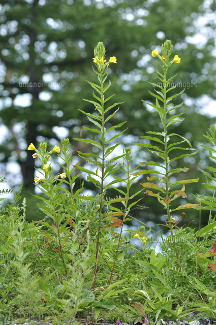 帰化植物 メマツヨイグサ アレチマツヨイグサ の花 の写真素材 イラスト素材 アマナイメージズ
