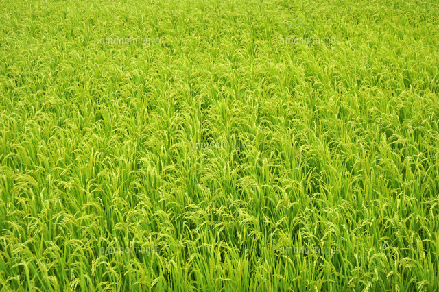夏の水田の稲穂 の写真素材 イラスト素材 アマナイメージズ