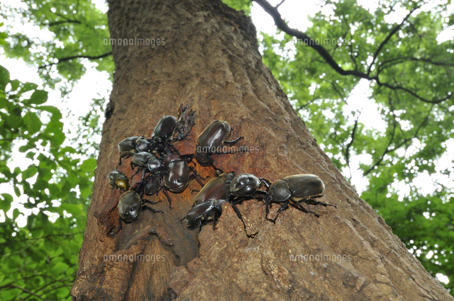 クヌギ 1.7メートル　カブトムシ の好きな樹液の出る木　落葉樹 若木 光沢葉 クヌギ 1.7メートル カブトムシ の好きな樹液の出る木 落葉樹 若木