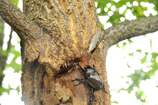 クヌギの樹液に集まったカブトムシ[32203005453]の写真・イラスト素材