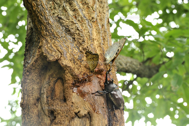 クヌギの樹液に集まったカブトムシ[32203005453]の写真・イラスト素材