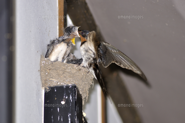 ツバメの餌やり[32203005907]の写真・イラスト素材｜アマナイメージズ