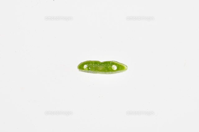 モミの葉の断面 ２本の気管がある の写真素材 イラスト素材 アマナイメージズ