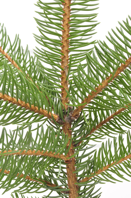 ドイツトウヒ 若い枝の表面の様子 の写真素材 イラスト素材 アマナイメージズ