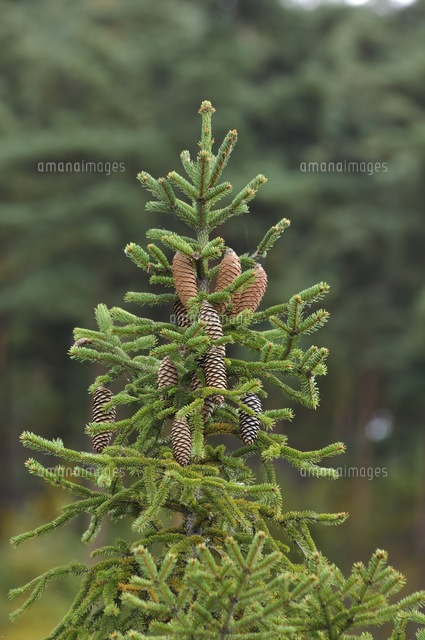 ドイツトウヒ 枝振りと球果 の写真素材 イラスト素材 アマナイメージズ