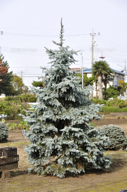 コニファー　ブルーアイス　120cm鉢植大苗木　針葉樹クリスマス　シンボルツリー コニファー ブルーアイス 120cm鉢植大苗木 針葉樹クリスマス シンボル
