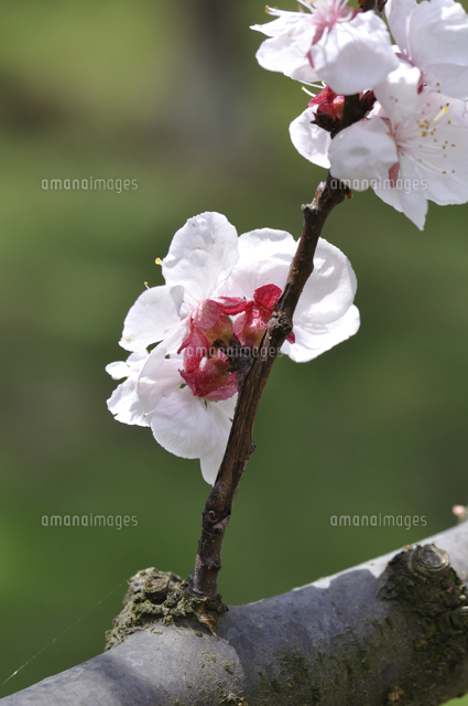 アンズの花のがく の写真素材 イラスト素材 アマナイメージズ
