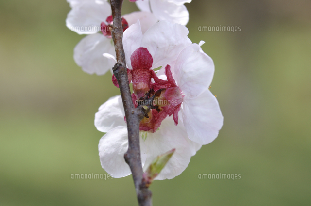 アンズの花のがく の写真素材 イラスト素材 アマナイメージズ