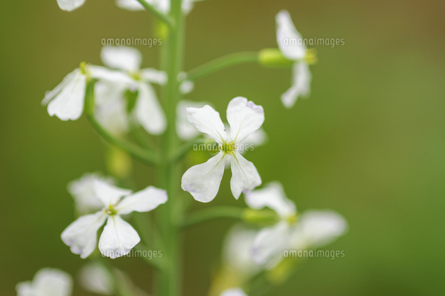 ほのかに紫色を帯びた 大根の白い花 の写真素材 イラスト素材 アマナイメージズ