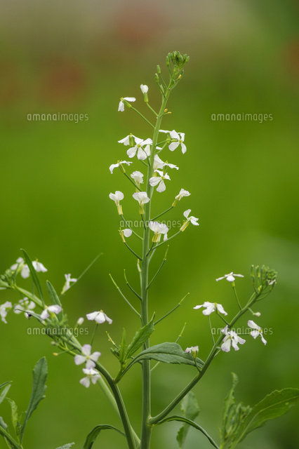 大根の白い花 の写真素材 イラスト素材 アマナイメージズ