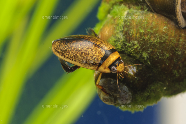 タニシにつかまって休む マルガタゲンゴロウ の写真素材 イラスト素材 アマナイメージズ