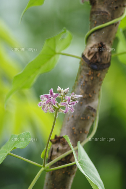 夏の季語になっているガガイモの花 の写真素材 イラスト素材 アマナイメージズ