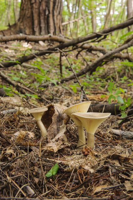 飲酒不可悪酔いするキノコホテイシメジ 注意 の写真素材 イラスト素材 アマナイメージズ