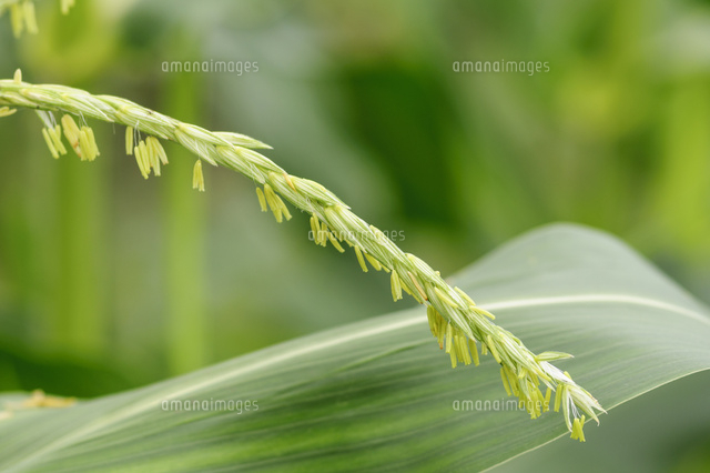 トウモロコシの雄花 の写真素材 イラスト素材 アマナイメージズ