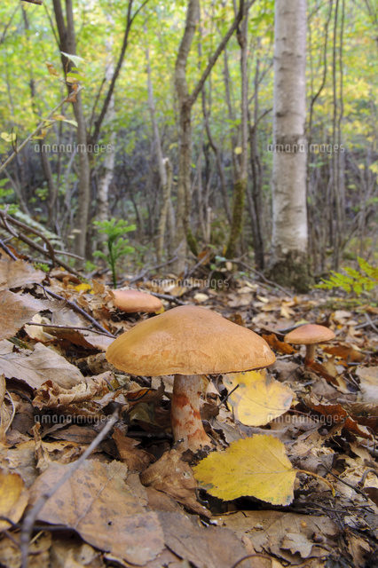 シラカバ林でおなじみのキノコツバフウセンタケ 食 の写真素材 イラスト素材 アマナイメージズ